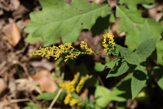 Solidago ulmifolia