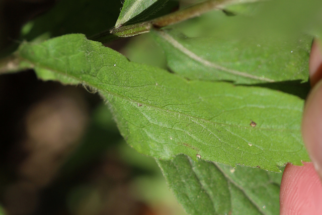 Solidago ulmifolia - leaf underside