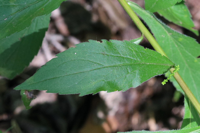 Solidago ulmifolia - leaves