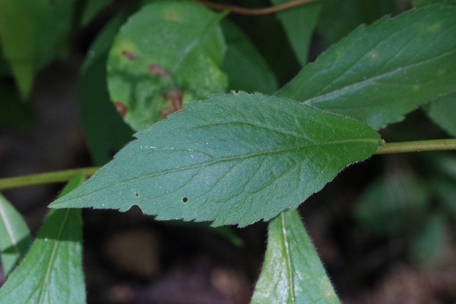 Solidago ulmifolia - leaves