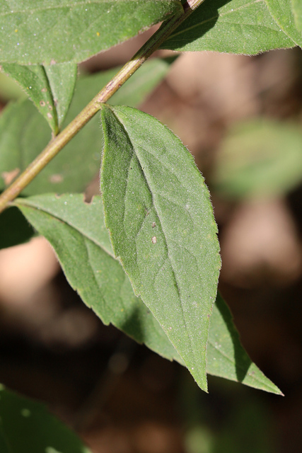 Solidago ulmifolia - leaves
