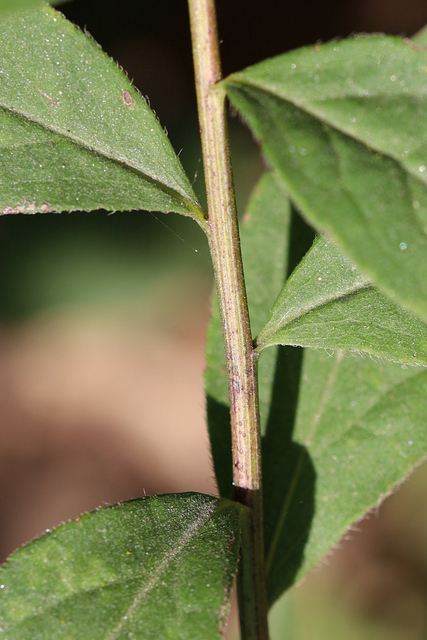 Solidago ulmifolia - stem