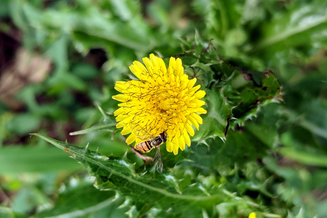 Sonchus asper