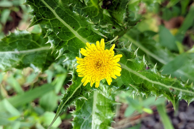 Sonchus asper