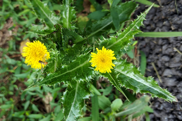 Sonchus asper