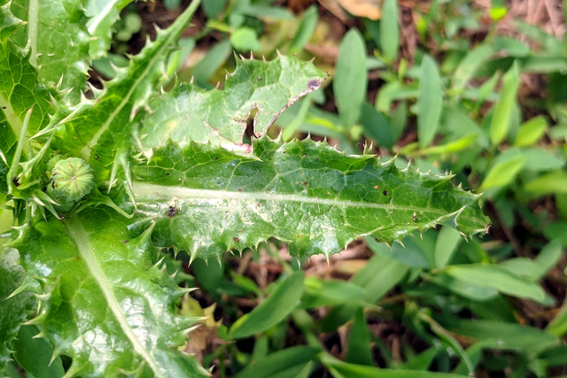 Sonchus asper - leaves