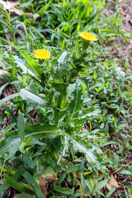 Sonchus asper - plant