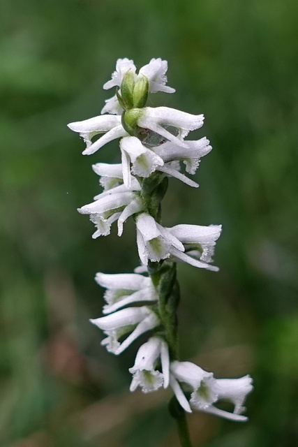 Spiranthes lacera