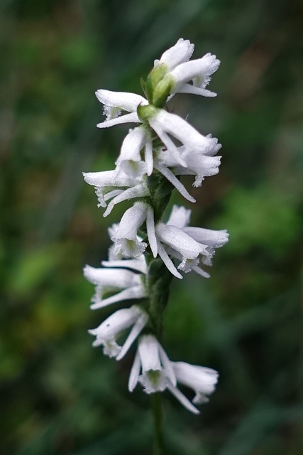 Spiranthes lacera