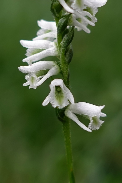 Spiranthes lacera