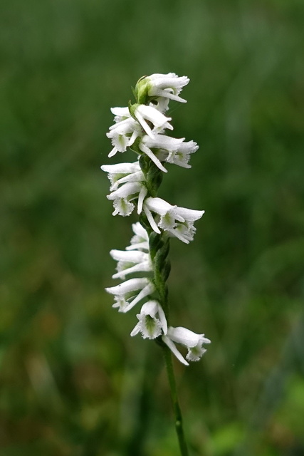 Spiranthes lacera