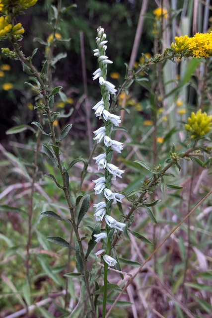 Spiranthes lacera