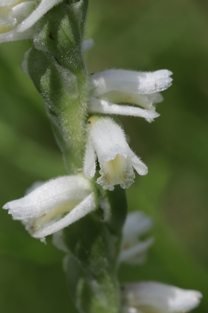 Spiranthes vernalis
