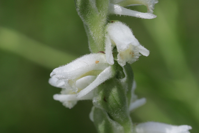 Spiranthes vernalis