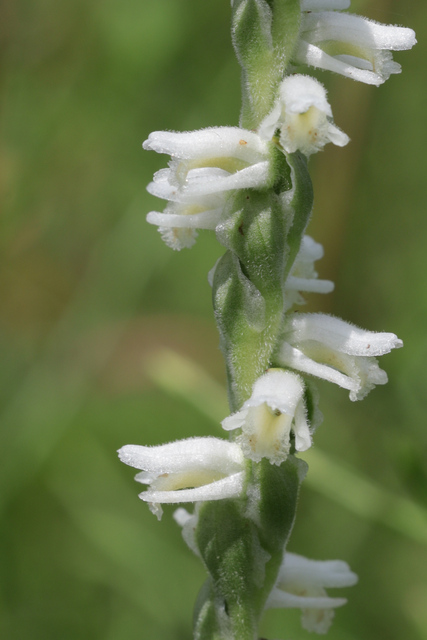 Spiranthes vernalis