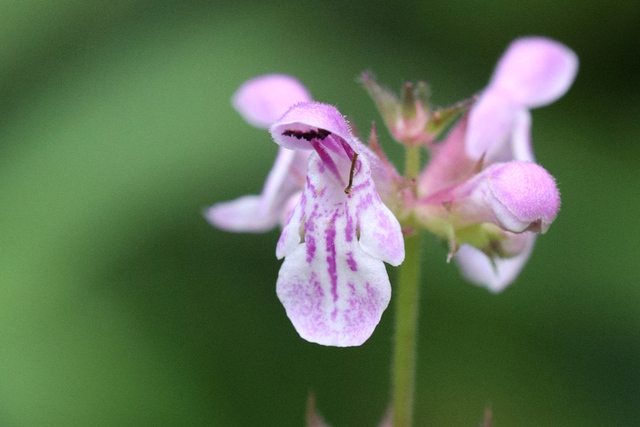 Stachys hispida