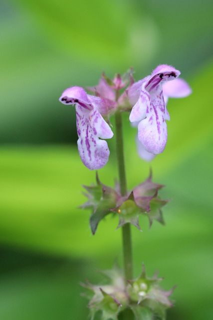 Stachys hispida