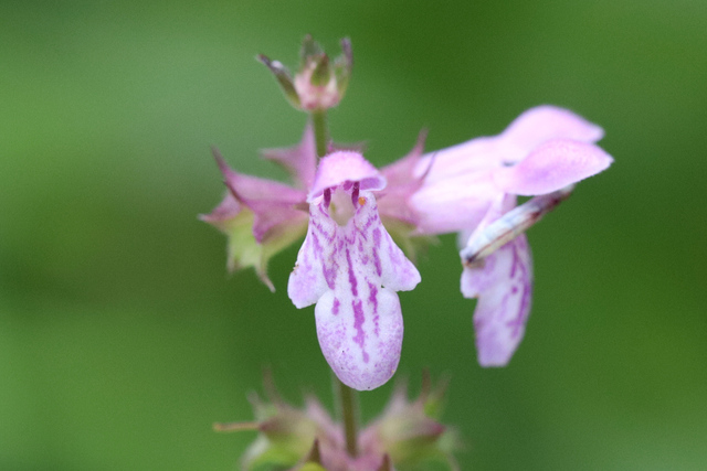 Stachys hispida