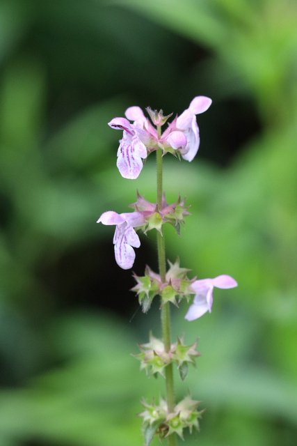 Stachys hispida