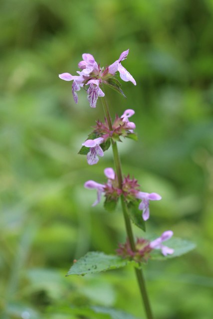 Stachys hispida