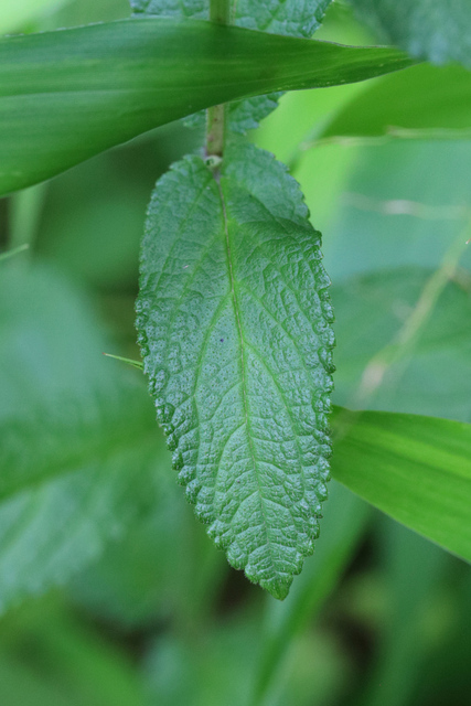 Stachys hispida - leaves