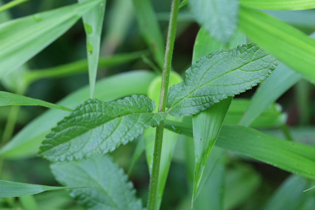 Stachys hispida - leaves