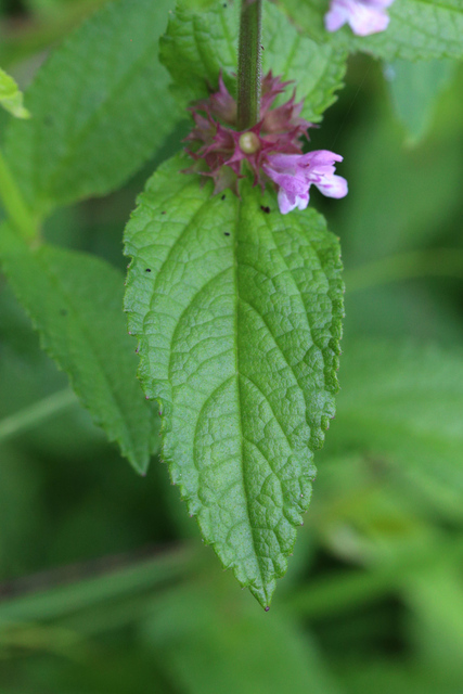 Stachys hispida - leaves