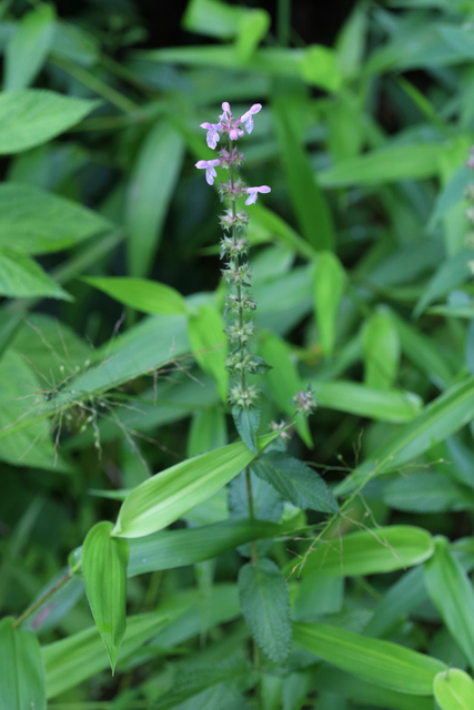 Stachys hispida - plant