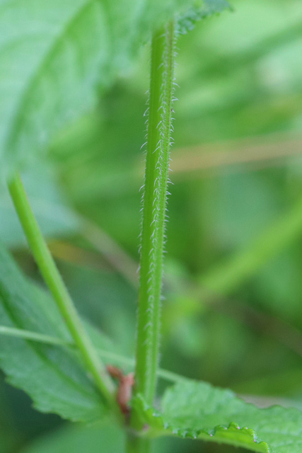 Stachys hispida - stem