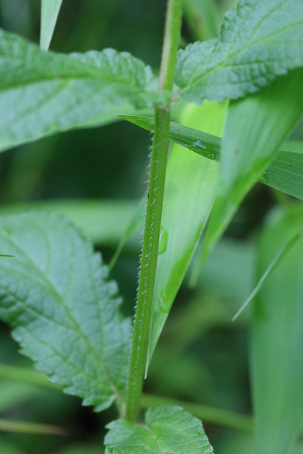 Stachys hispida - stem