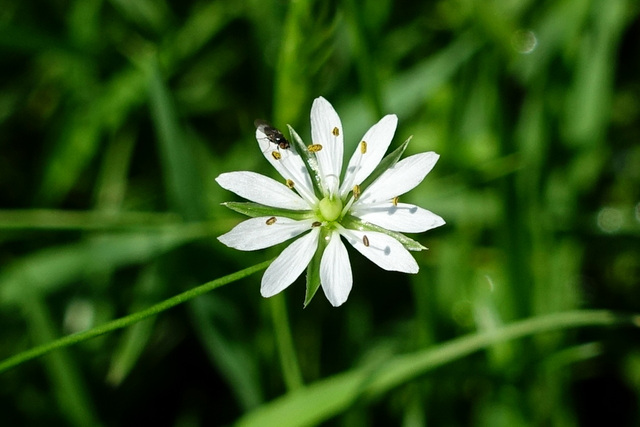 Stellaria graminea