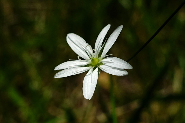 Stellaria graminea