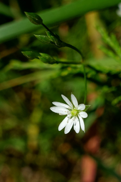 Stellaria graminea