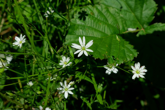 Stellaria graminea