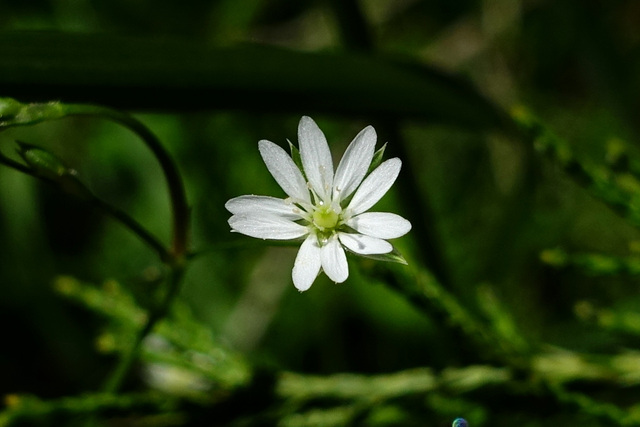 Stellaria graminea