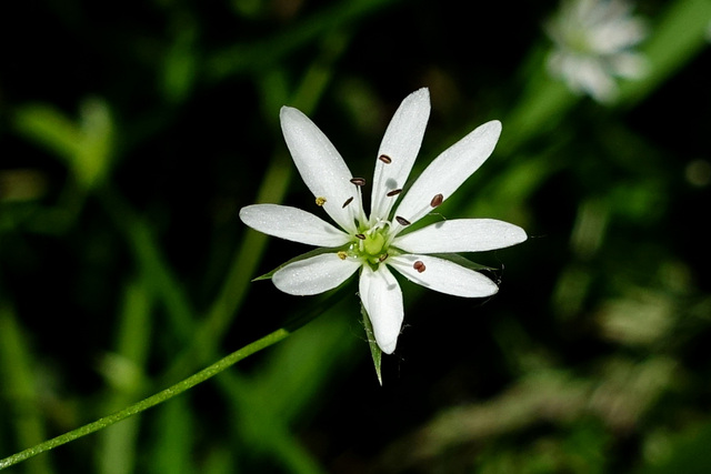 Stellaria graminea