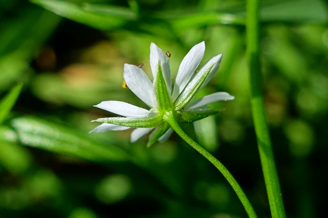 Stellaria graminea