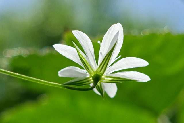 Stellaria graminea