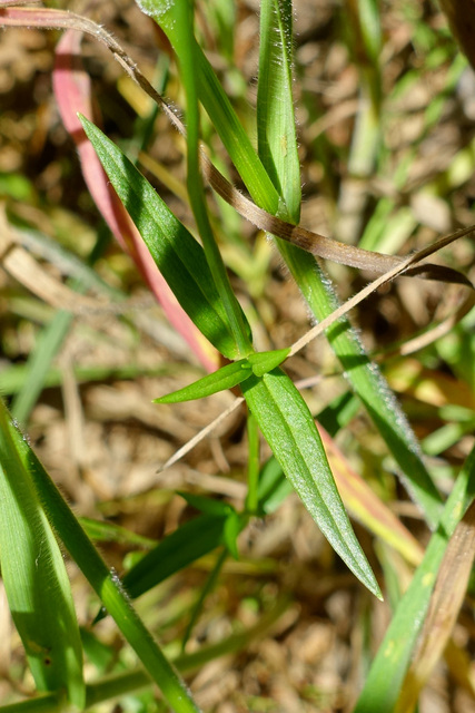 Stellaria graminea - leaves