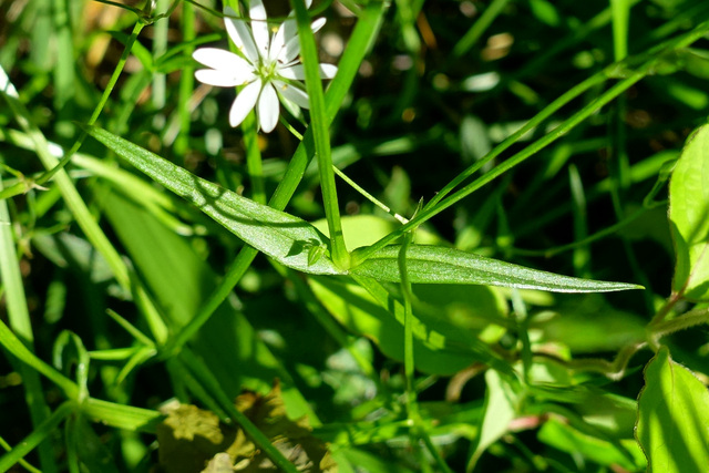 Stellaria graminea - leaves