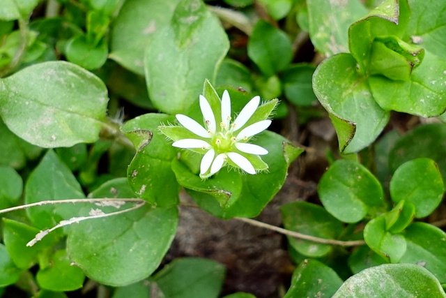 Stellaria media