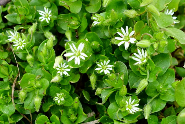 Stellaria media