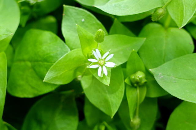 Stellaria media