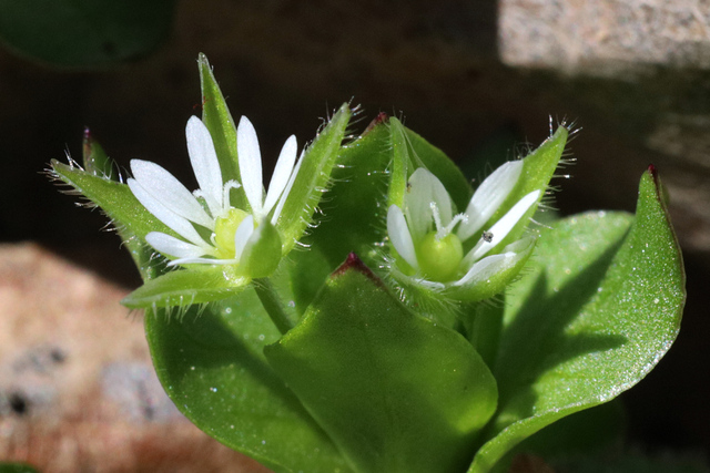 Stellaria media