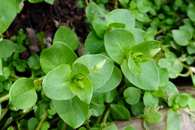 Stellaria media - leaves