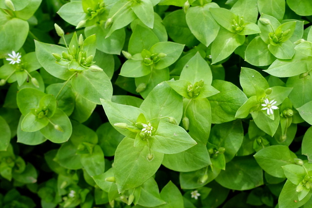 Stellaria media - plants