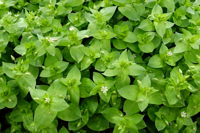 Stellaria media - plants