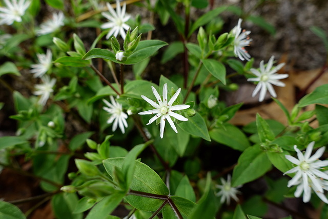 Stellaria pubera