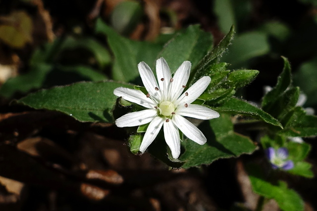 Stellaria pubera