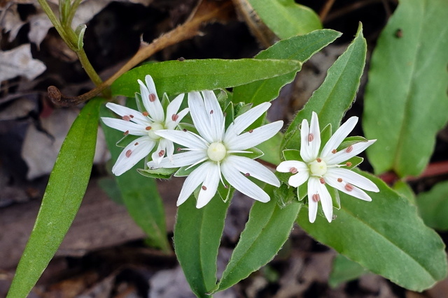 Stellaria pubera